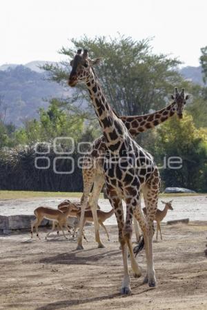 AFRICAM SAFARI . BENITO