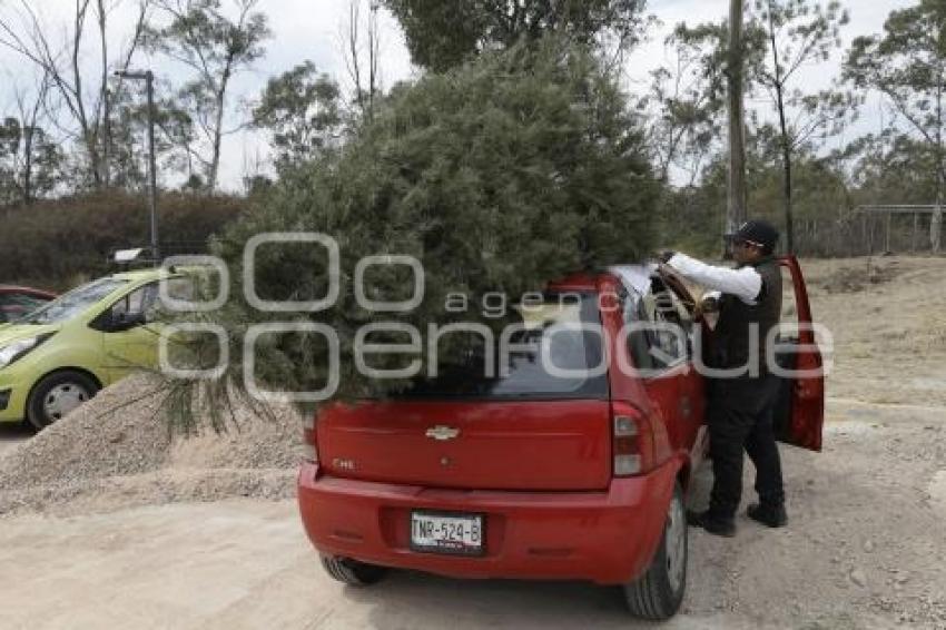 RECICLAJE . ÁRBOLES DE NAVIDAD