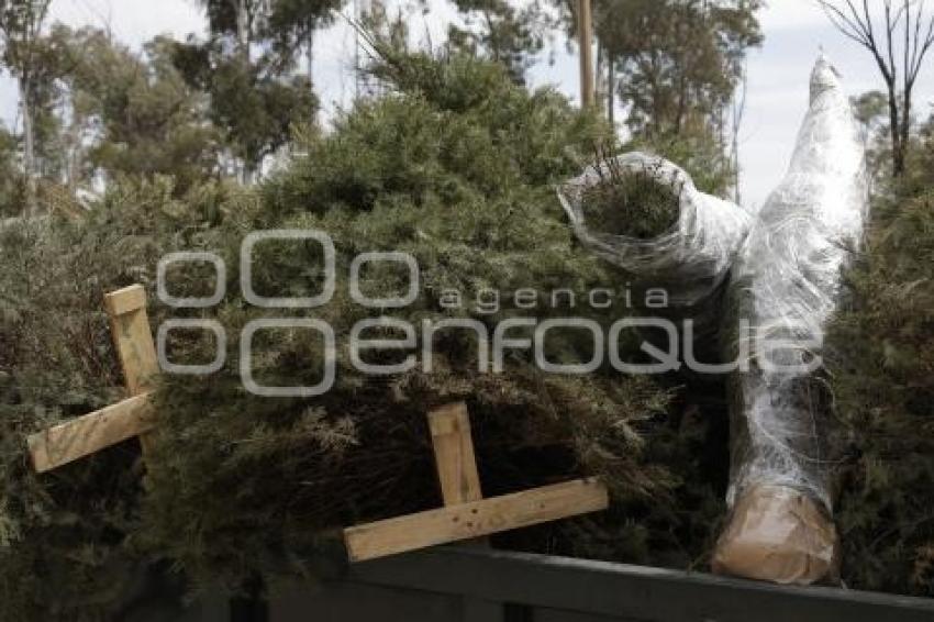 RECICLAJE . ÁRBOLES DE NAVIDAD