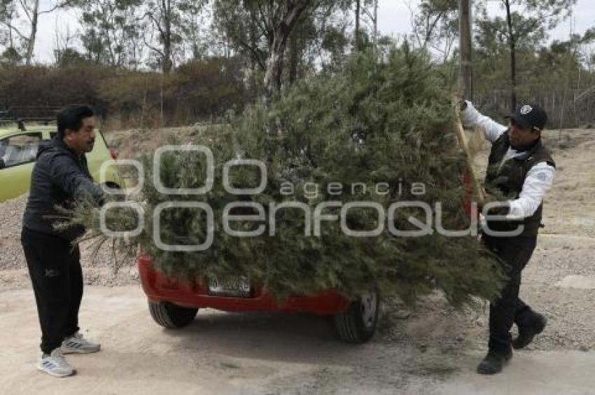 RECICLAJE . ÁRBOLES DE NAVIDAD