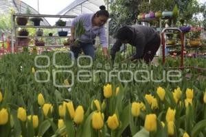 ATLIXCO . TEMPORADA DE TULIPANES