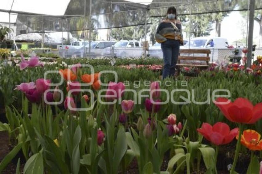 ATLIXCO . TEMPORADA DE TULIPANES