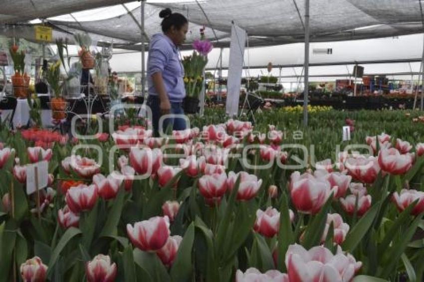 ATLIXCO . TEMPORADA DE TULIPANES