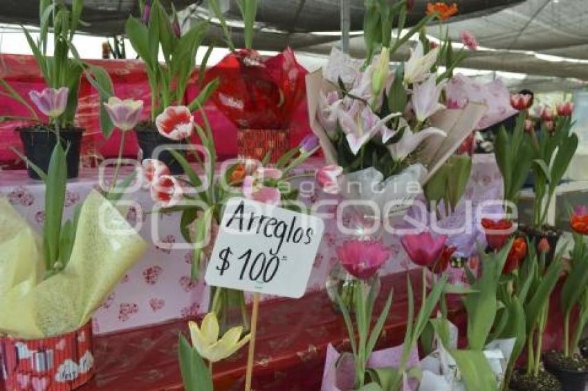 ATLIXCO . TEMPORADA DE TULIPANES