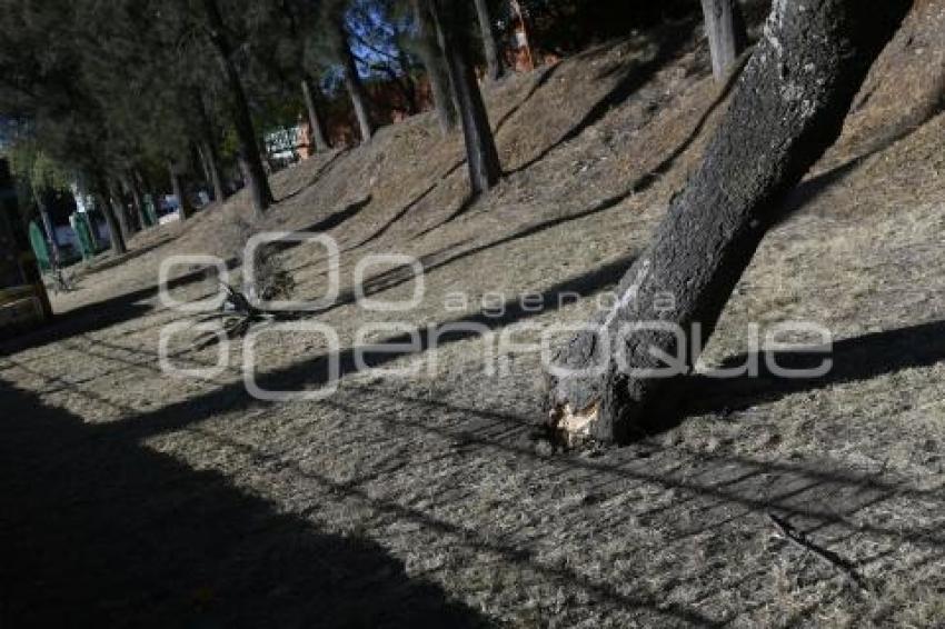 TLAXCALA . ÁRBOL CAÍDO