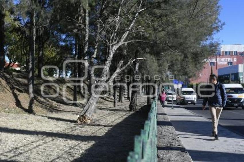 TLAXCALA . ÁRBOL CAÍDO