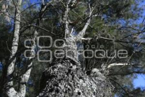 TLAXCALA . ÁRBOL CAÍDO