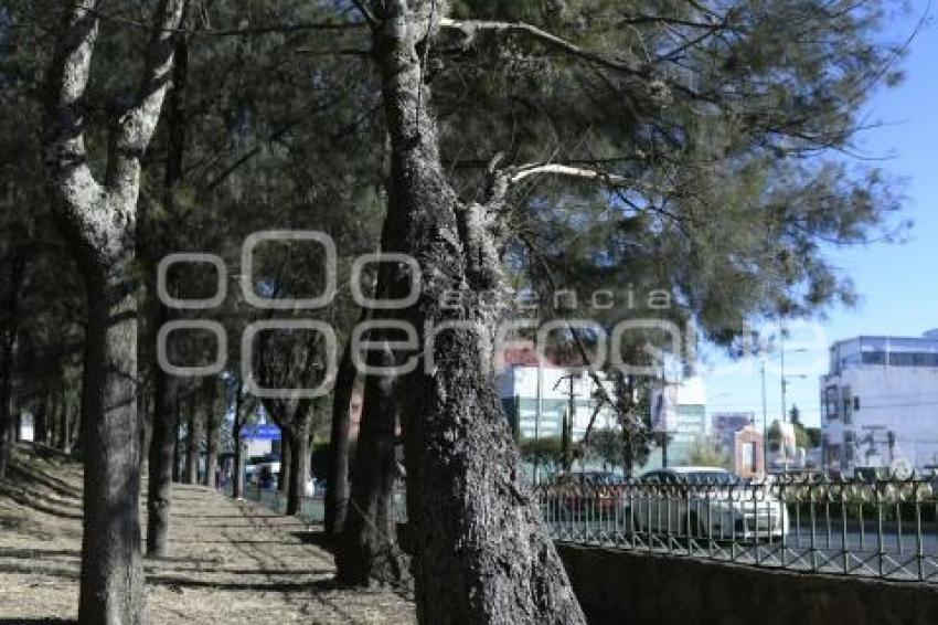 TLAXCALA . ÁRBOL CAÍDO