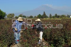 ATLIXCO . ROSAS