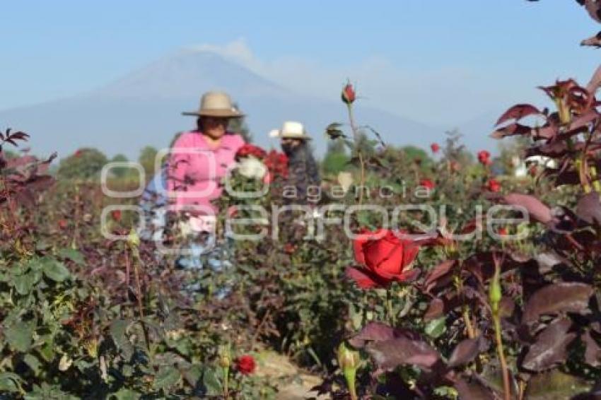 ATLIXCO . ROSAS