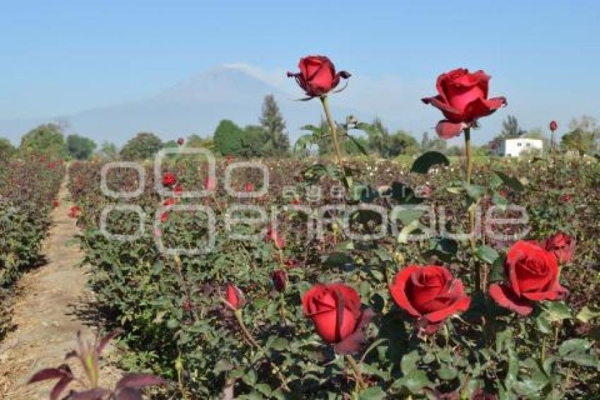 ATLIXCO . ROSAS