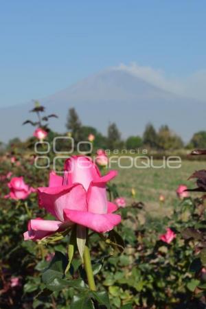 ATLIXCO . ROSAS