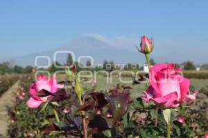 ATLIXCO . ROSAS