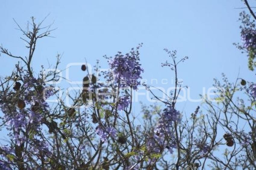 TLAXCALA . JACARANDAS