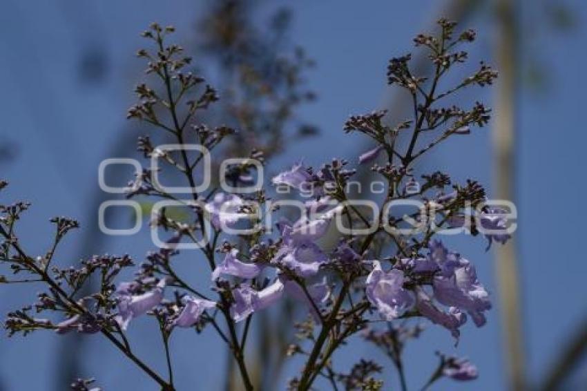 
JACARANDAS