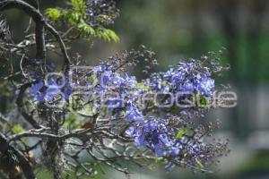 TLAXCALA . JACARANDAS