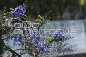 TLAXCALA . JACARANDAS