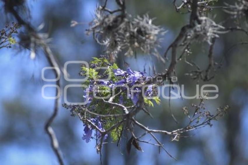 TLAXCALA . JACARANDAS