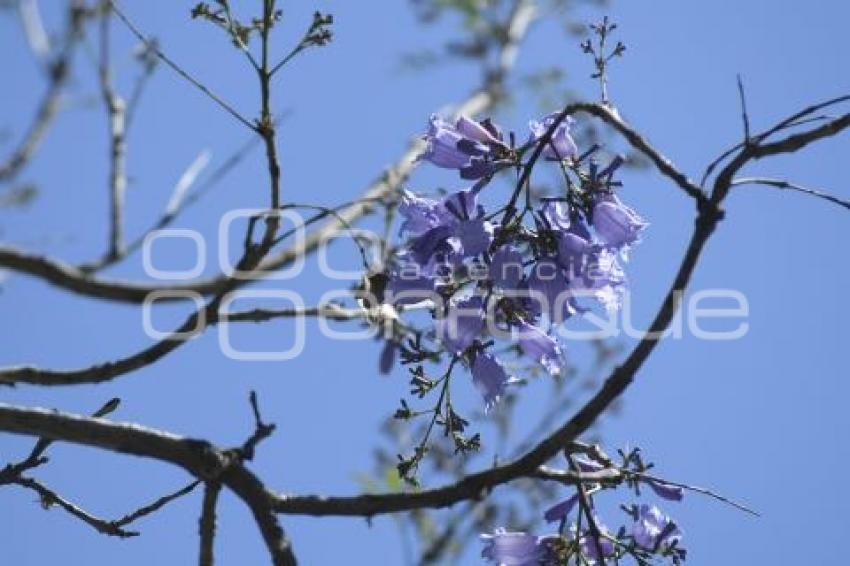 TLAXCALA . JACARANDAS