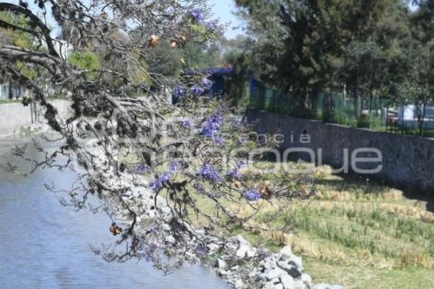 TLAXCALA . JACARANDAS