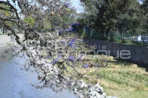 TLAXCALA . JACARANDAS