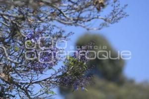 TLAXCALA . JACARANDAS