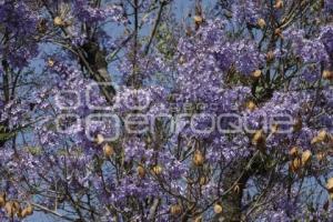 
JACARANDAS