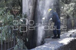 TLAXCALA . INCENDIO ÁRBOL