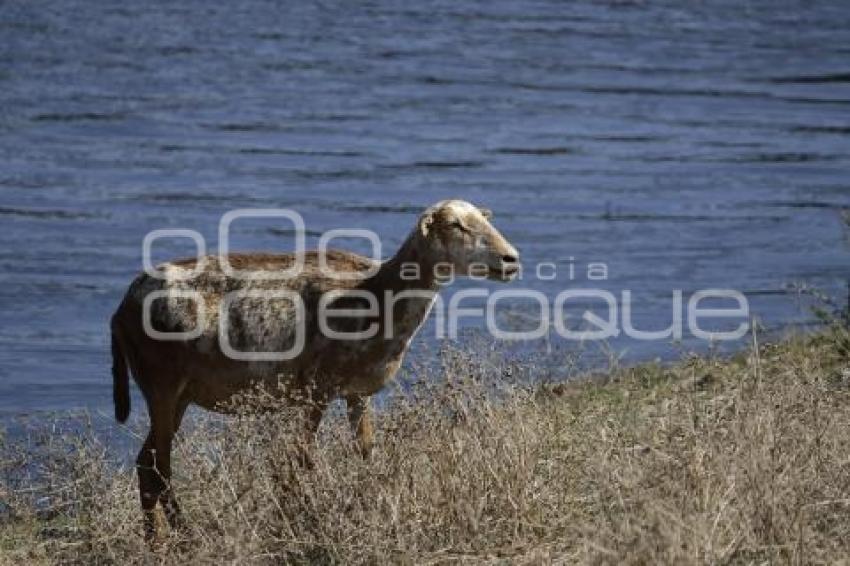 PRESA VALSEQUILLO