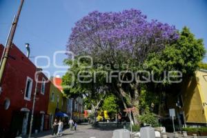 JACARANDAS