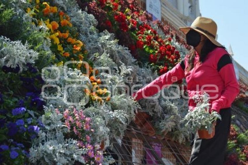 ATLIXCO . TAPETE MONUMENTAL