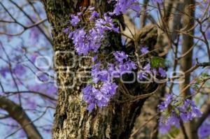 JACARANDAS