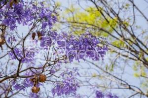 JACARANDAS