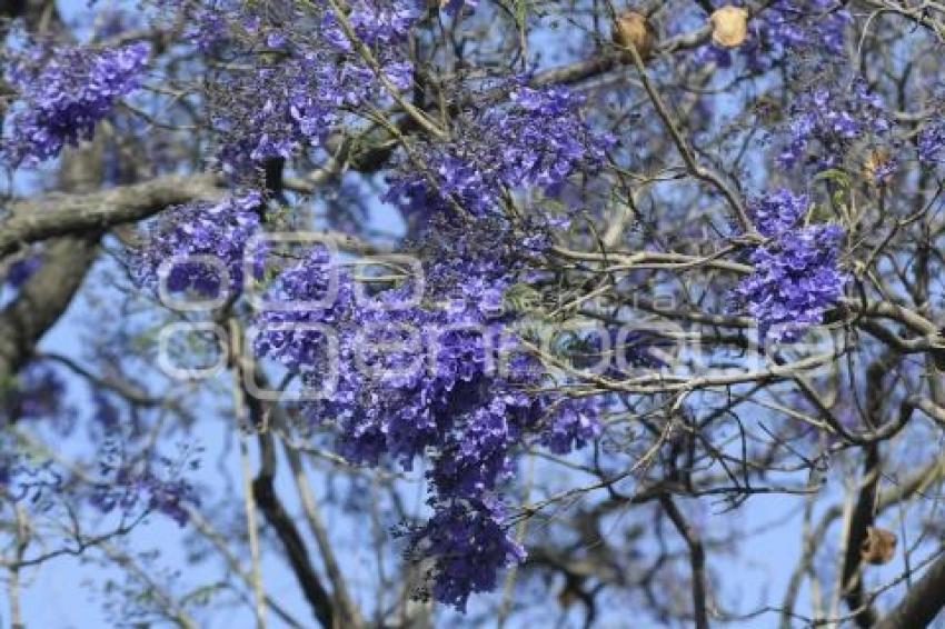 TLAXCALA . JACARANDAS