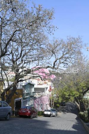 TLAXCALA . JACARANDAS