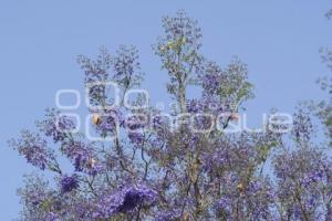 TLAXCALA . JACARANDAS