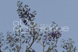 TLAXCALA . JACARANDAS