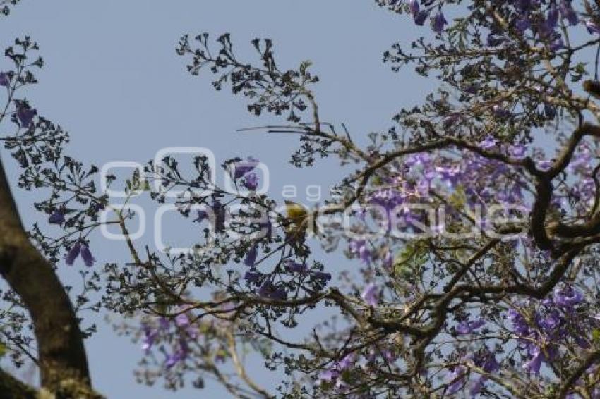 TLAXCALA . JACARANDAS