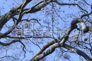 TLAXCALA . JACARANDAS