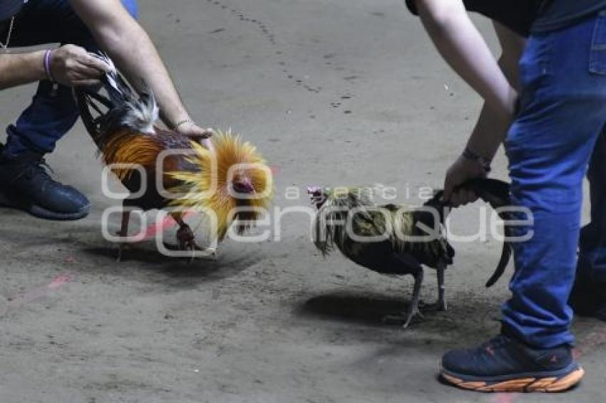 TLAXCALA . PELEAS DE GALLOS