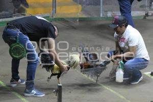 TLAXCALA . PELEAS DE GALLOS