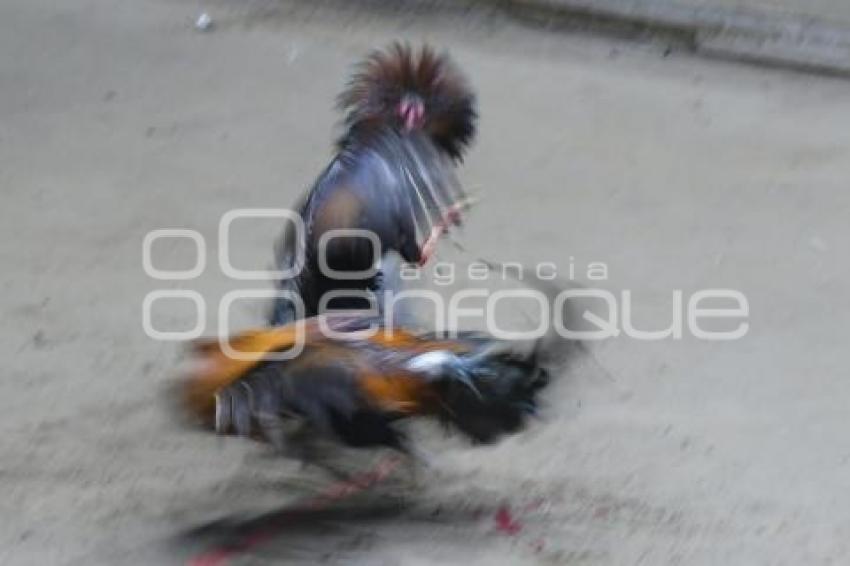 TLAXCALA . PELEAS DE GALLOS