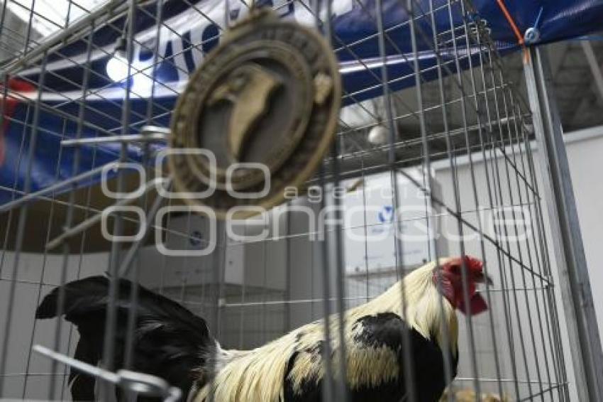 TLAXCALA . PELEAS DE GALLOS