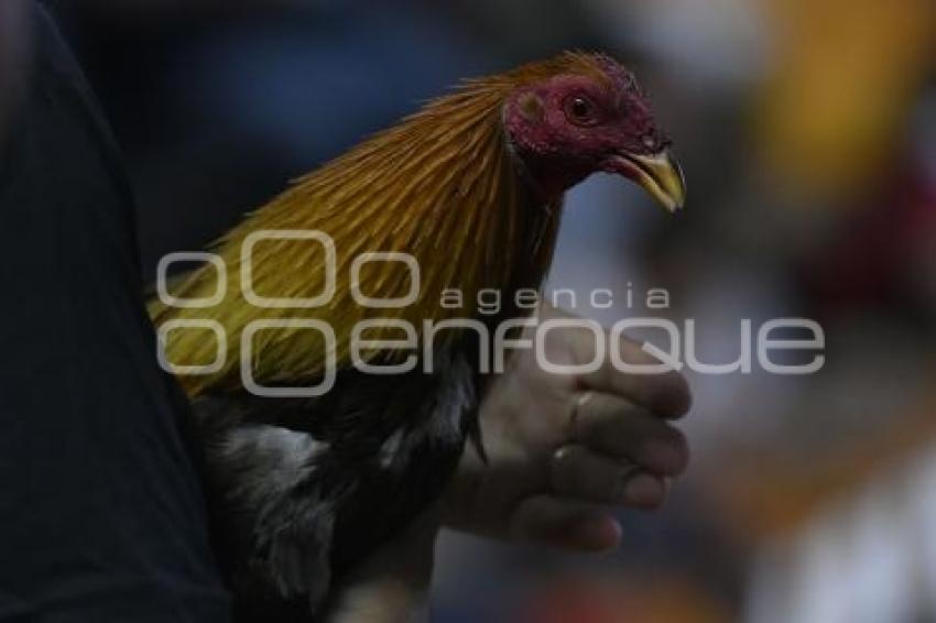 TLAXCALA . PELEAS DE GALLOS