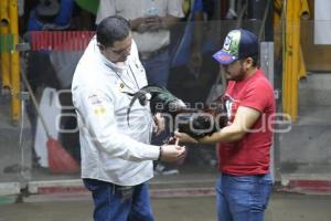 TLAXCALA . PELEAS DE GALLOS