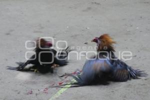 TLAXCALA . PELEAS DE GALLOS