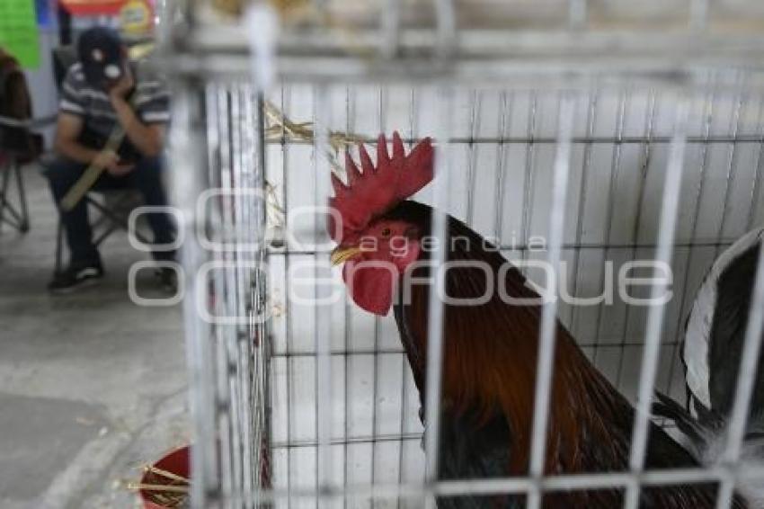 TLAXCALA . PELEAS DE GALLOS