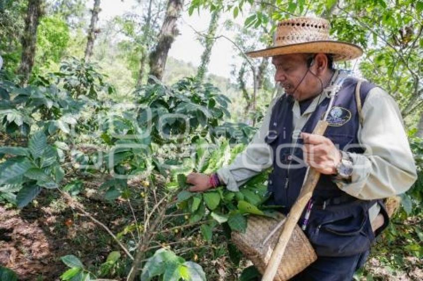 XICOTEPEC . BOSQUE MESÓFILO DE MONTAÑA