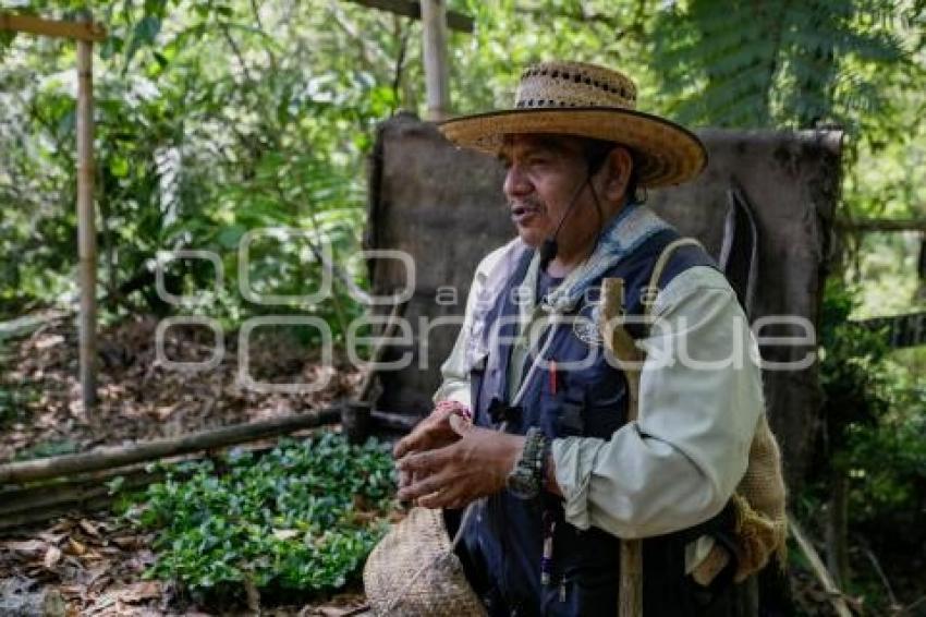 XICOTEPEC . BOSQUE MESÓFILO DE MONTAÑA