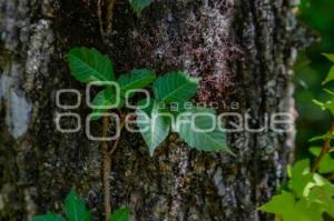 XICOTEPEC . BOSQUE MESÓFILO DE MONTAÑA